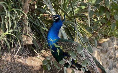 Les animaux du Jardin de Guadalm